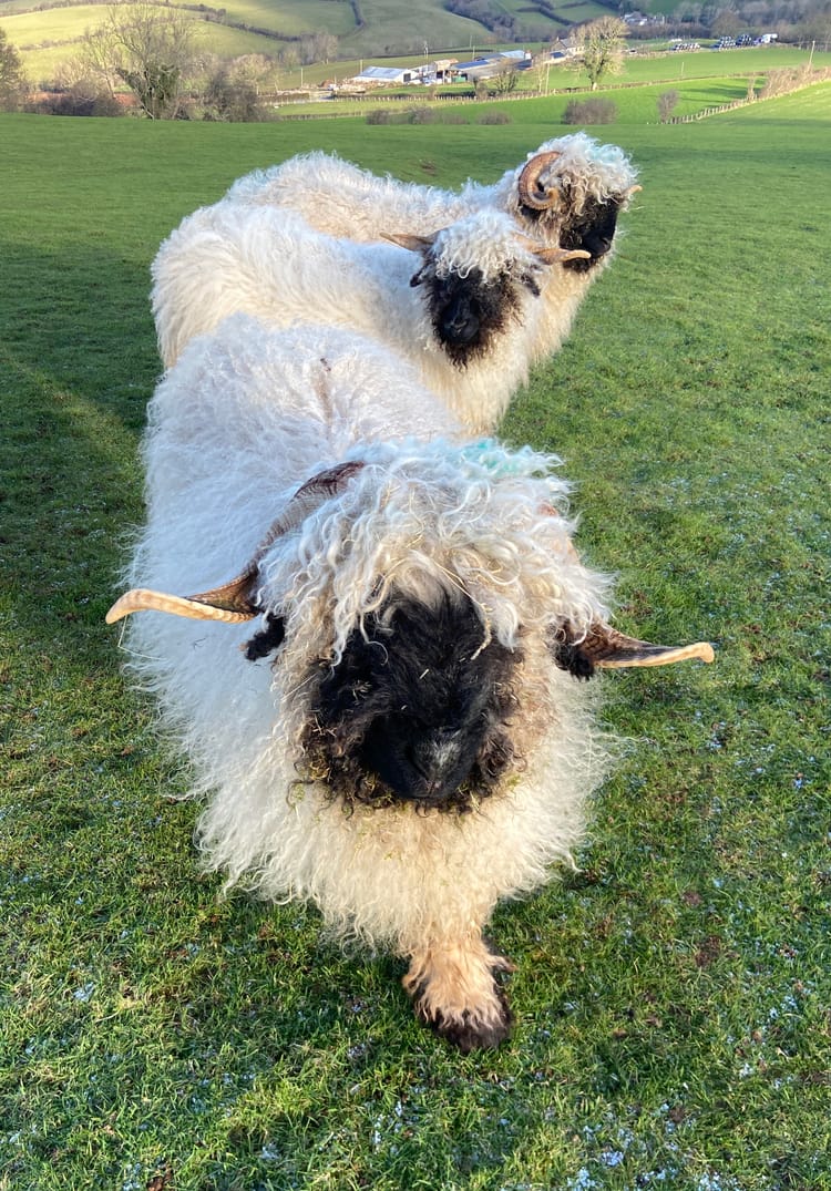 Weekly Photo Journal 28 December - 3 January