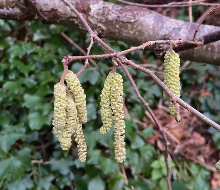 Photo Journal 18–24 January 2026 — Borrowing Some Colour