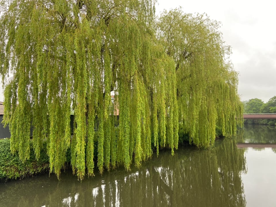 On Finding Your Voice ✨